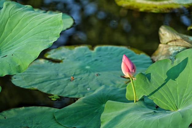Close-up van de lotus waterlelie in de vijver