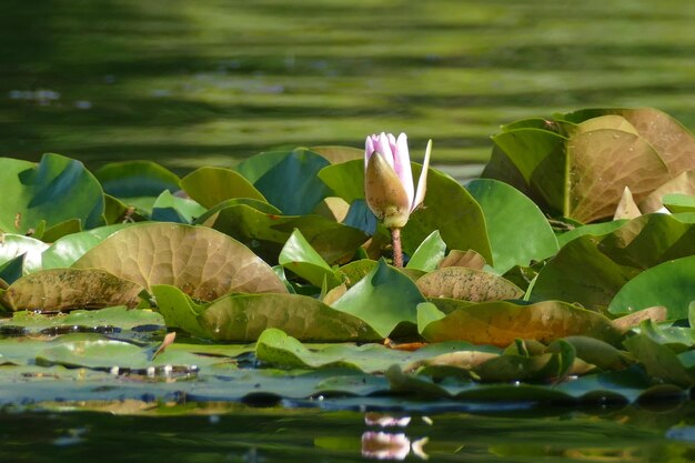 Foto close-up van de lotus waterlelie in het meer