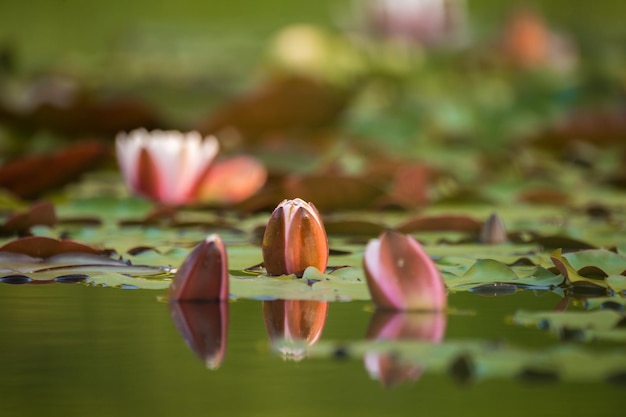 Foto close-up van de lotus waterlelie in het meer