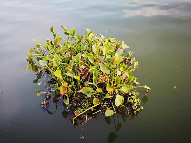 Foto close-up van de lotus waterlelie in het meer
