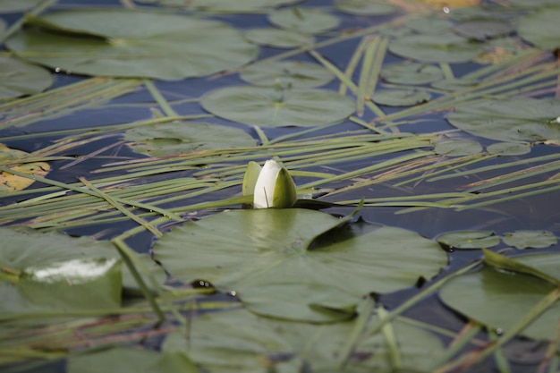 Foto close-up van de lotus waterlelie in het meer