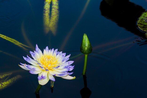 Foto close-up van de lotus waterlelie in het meer
