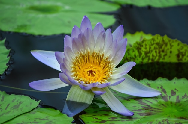 Close-up van de lotus waterlelie