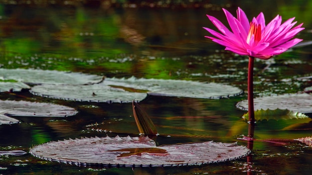 Foto close-up van de lotus waterlelie