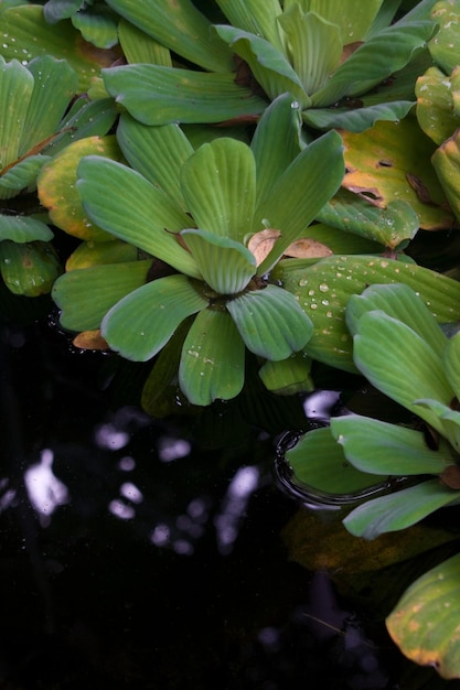 Foto close-up van de lotus waterlelie