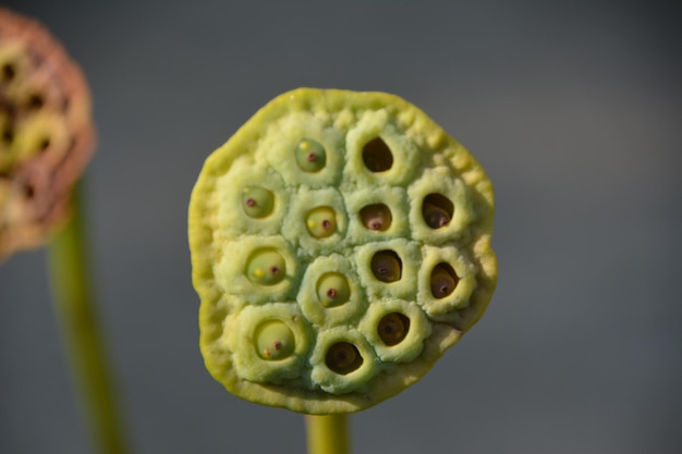 Foto close-up van de lotus waterlelie