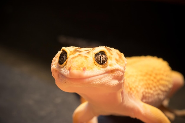 Close-up van de luipaardgekko