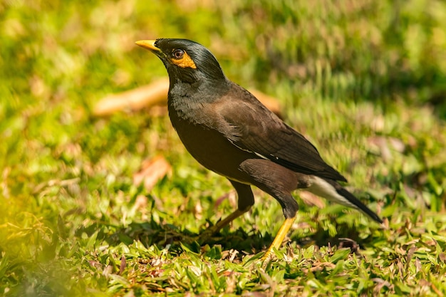 Close-up van de maina op het gras