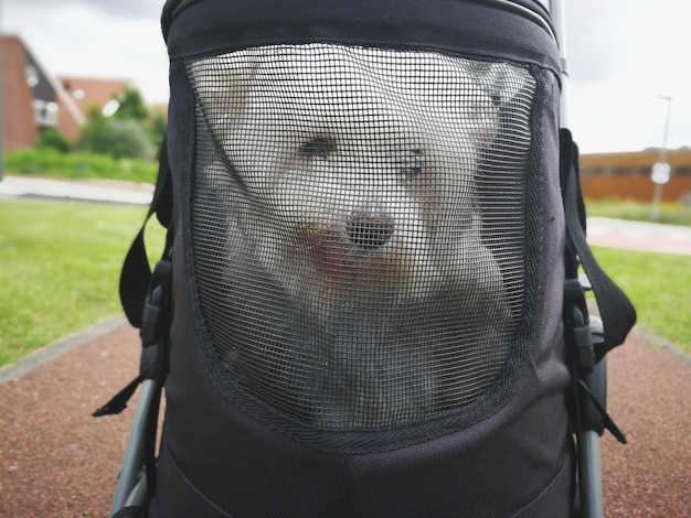 Foto close-up van de man op het veld