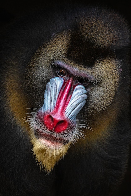 Foto close-up van de mandril