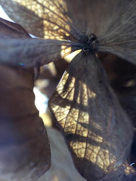 Foto close-up van de menselijke hand