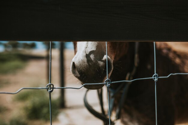 Foto close-up van de muil van het paard gezien door een hek