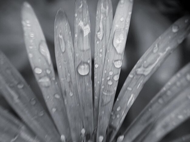 Foto close-up van de natte installatie