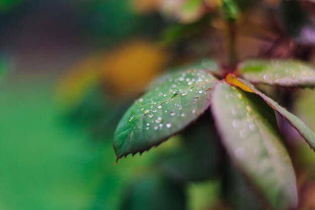 Foto close-up van de natte installatie