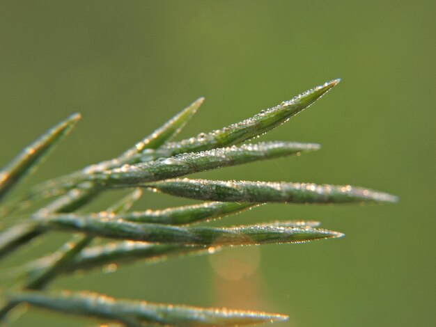 Foto close-up van de natte installatie