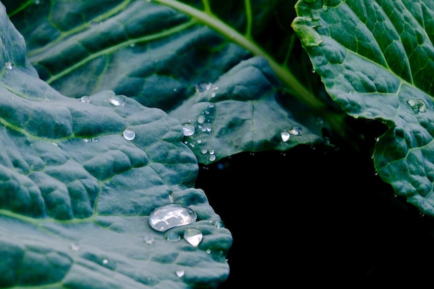 Foto close-up van de natte installatie