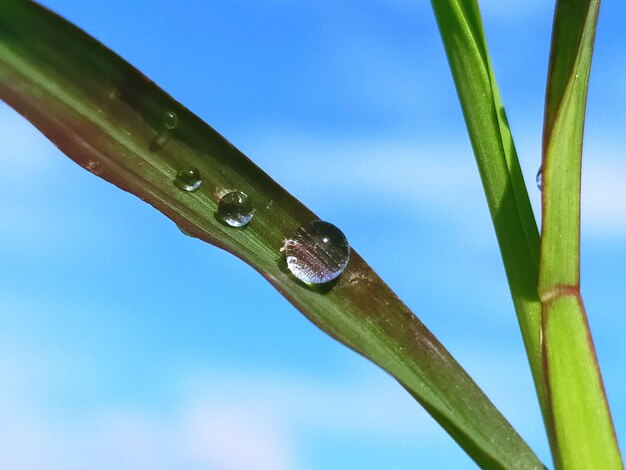 Foto close-up van de natte plant tegen de lucht