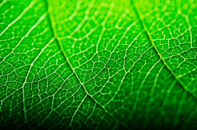 Close-up van de nerven op een blad