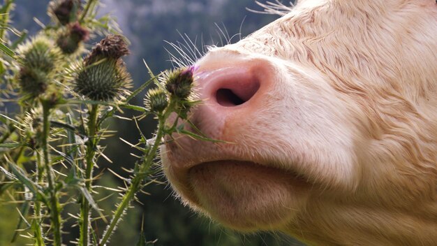 Foto close-up van de neus van een koe