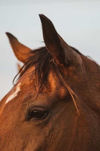 Close-up van de ogen en oren van een paard