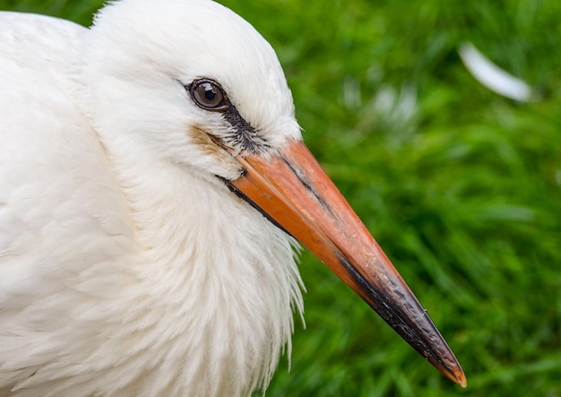 Foto close-up van de ooievaar