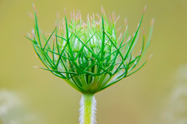 Close-up van de openingsbloemknop van de Heracleum-plant