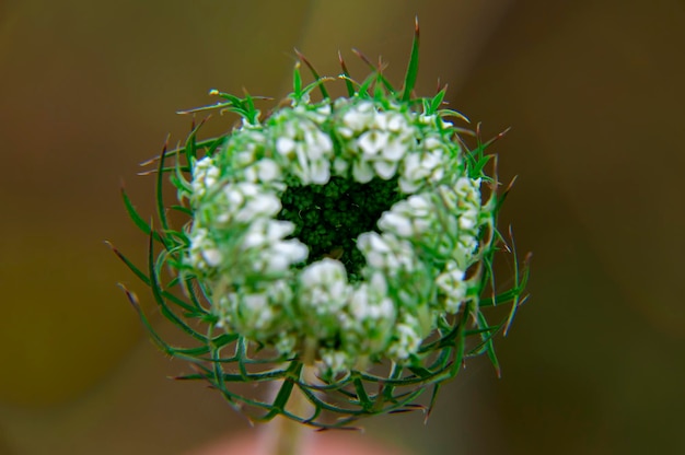 Close-up van de openingsbloemknop van de Heracleum-plant