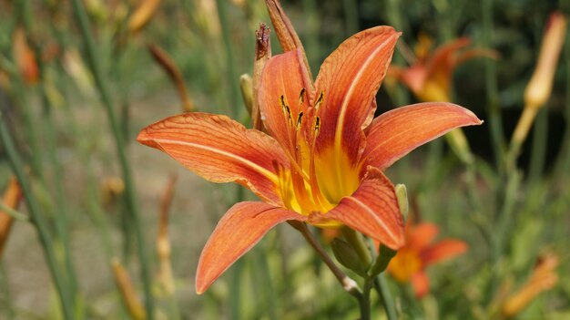 Close-up van de oranje daglelie