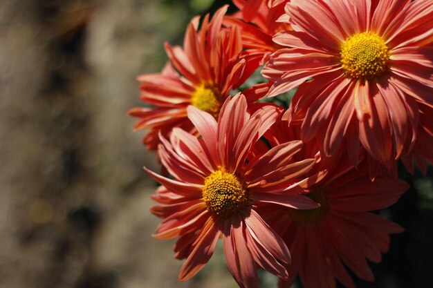 Foto close-up van de oranje gerbera daisy