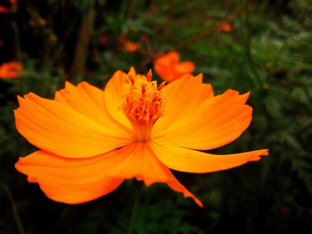 Foto close-up van de oranje kosmosbloem