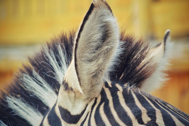 Foto close-up van de oren van een zebra