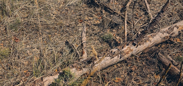 Close-up van de oude gebroken kale boomtak die op de grond in het bos ligt