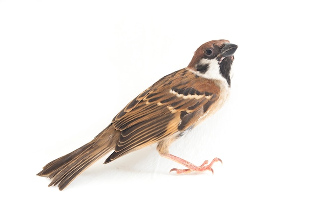 Close-up van de Oude vogel van Wereldmussen