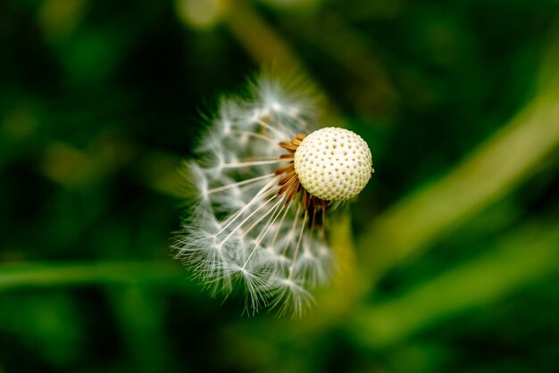 Close-up van de paardenbloem