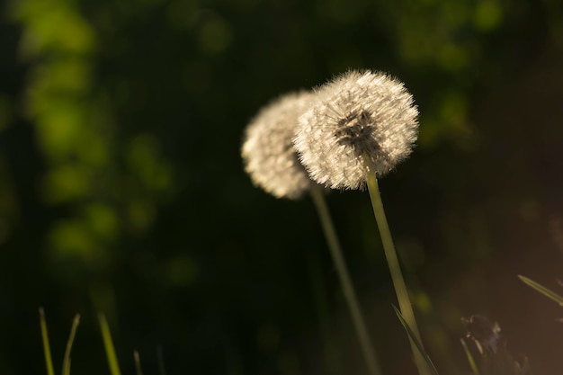 Close-up van de paardenbloem