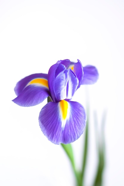 Foto close-up van de paarse iris bloem op witte achtergrond