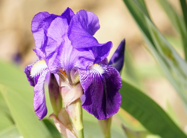 Foto close-up van de paarse iris