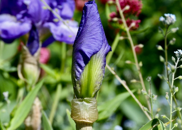 Foto close-up van de paarse iris