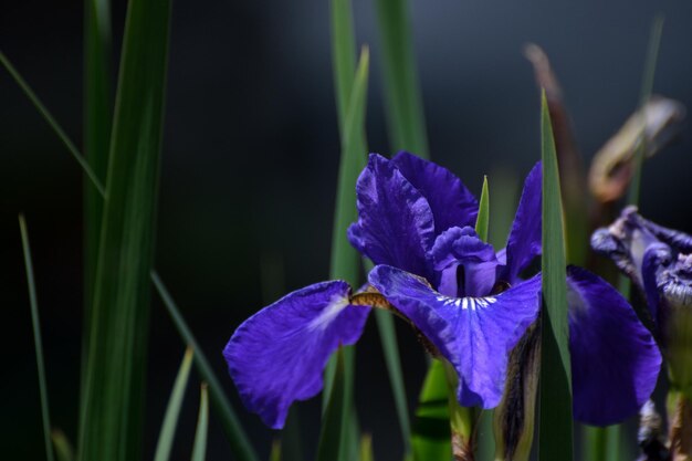 Foto close-up van de paarse iris