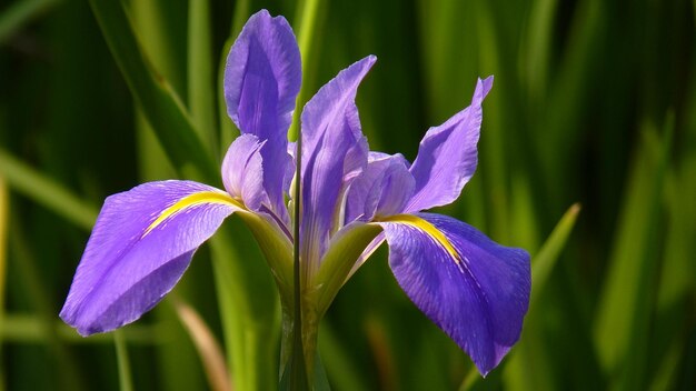 Foto close-up van de paarse iris