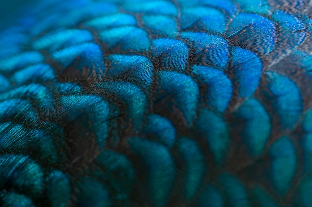 Close-up van de pauwenveren macro blauwe veer vogel veer dier macro foto