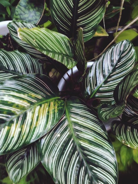 Foto close-up van de pauwplant calathea makoyana