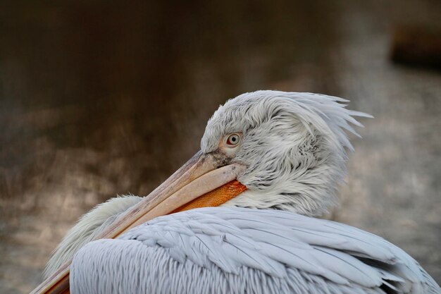 Close-up van de pelikaan
