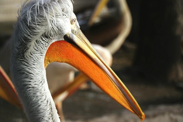 Foto close-up van de pelikaan