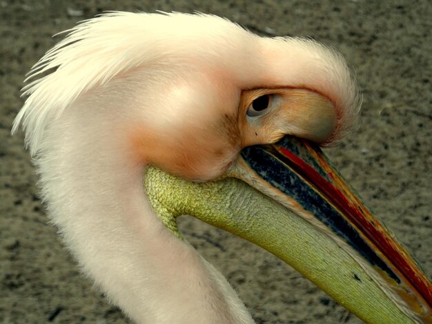 Foto close-up van de pelikaan