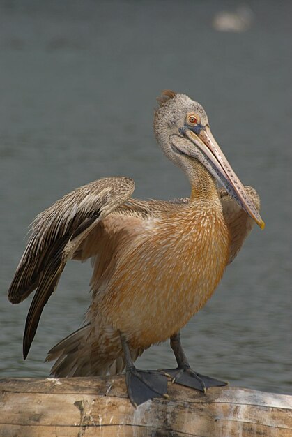Foto close-up van de pelikaan