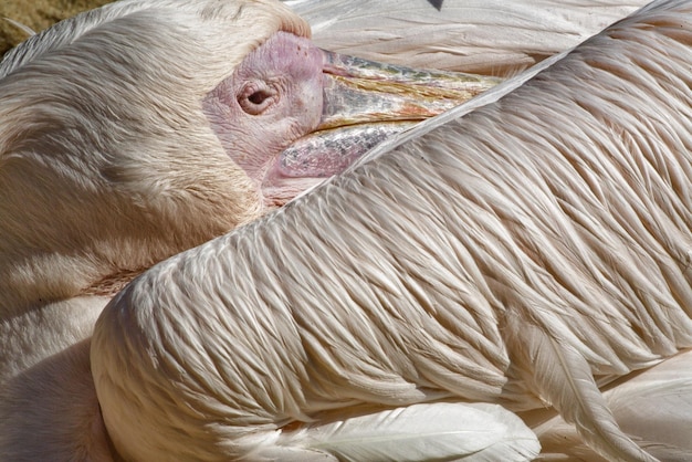 Foto close-up van de pelikaan