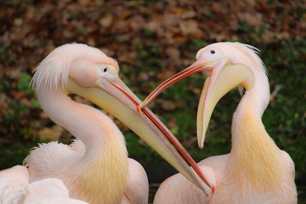 Foto close-up van de pelikaan