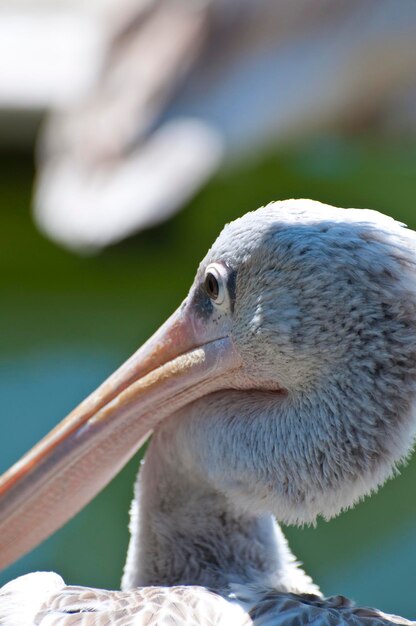 Foto close-up van de pelikaan