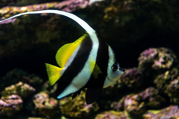 Close-up van de Pennant-koraalvis of Heniochus acuminatus in een aquarium